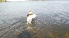 Alaskan Malamute Puppy 6 months old Swims in the Lake