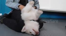 Alaskan Malamute Puppy Chilled Out
