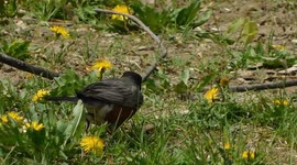 North American Robin Red Breast Spring Chores