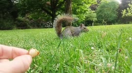 Feeding Squirrel