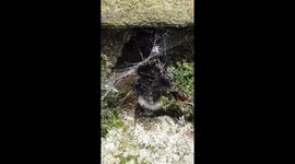 Spider killing a wasp