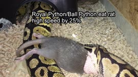 Royal Python eat rat at high speed