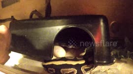 Snake strike my arm