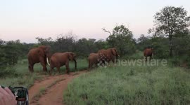 Big elephant tusk