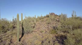 Saguaro Cactus Aerial Footage In Sonoran Desert 2