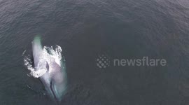 Lung feeding blue whale near small boat