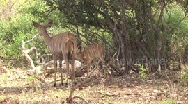 A beautiful antelope - a Nyala ewe chewing her cud while her lamb butts her, suckling
