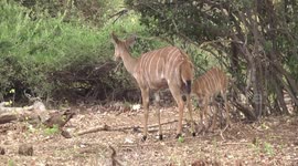 Beautiful! - a Nyala antelope ewe chewing her cud while her lamb butts her, suckling