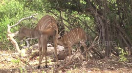 A beautiful Nyala ewe scratching and browsing while her  lamb suckles
