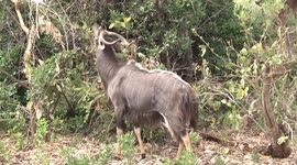 A spectacular Nyala antelope ram browsing
