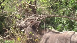 A spectacular Nyala antelope ram browsing - head detail