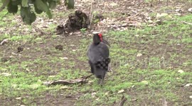 A male Southern Ground Hornbill hunting, caching and eating grubs