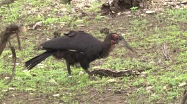 An immature Southern Ground Hornbill hunting – tossing its prey into the air