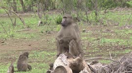 Male Baboon yawns on sentry duty – look at those teeth!