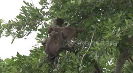 Young baboons play-fight in apple-leaf tree