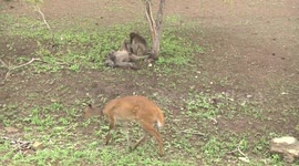 A female Bushbuck standing near a male Baboon while he is groomed