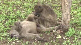 This is the life! A male Baboon being groomed by a female