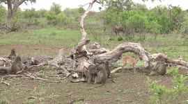 A female Bushbuck with a Baboon troop – being poked by a young one