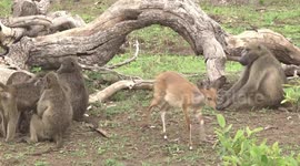 A female Bushbuck with a Baboon troop – calmly walking and feeding amongst them