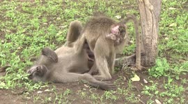 A male Baboon being groomed by female Baboon in oestrus