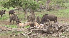 Wildebeest grazing near a Baboon troop – for mutual protection