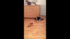 Cat terrified of a squeaky toy