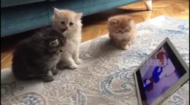 Cute Cats watching YouTube