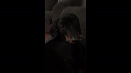 Sausage Dog Funny Noises When Want Attention