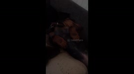 Sausage Dog Cute
