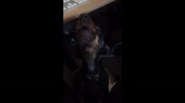 Sausage Dog Cute