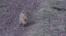 Lion Cub calling
