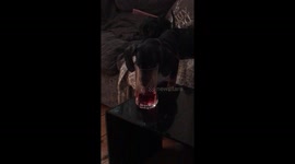 Sausage Dog Stealing Drink