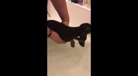 Sausage dog first bath super cute