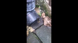 Bees Making Love