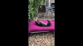 Sausage Dog Sunbathing