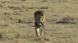 Male Lion with baby Gazelle