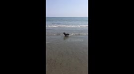Two sausages enjoying a dip!
