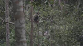 Sun Bear up a Tree in the Forest, Borneo Malaysia