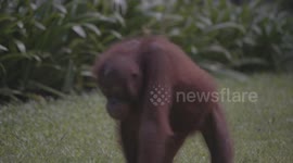 Close encounter with an Orangutan at a wildlife rehab centre in Borneo Malaysia