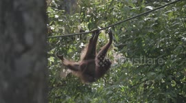 Orangutan swinging through forest with baby, in open sanctuary, Borneo Malaysia