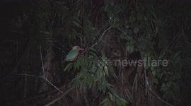 Stork-billed Kingfisher sitting on a branch at night along the Kinabatangan River