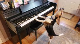 Buddy the beagle shows off his piano and singing skills