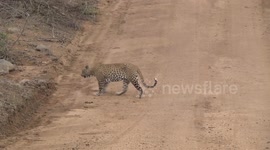 A male Leopard walking then marking his home range by scratching dirt