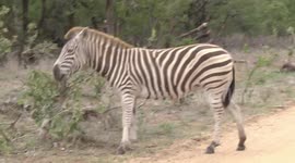 A very strange Zebra – a leucistic mare grazing
