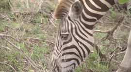 A very strange Zebra – a leucistic mare – head detail