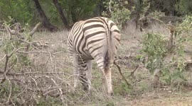 A very strange Zebra – a leucistic mare – rear view