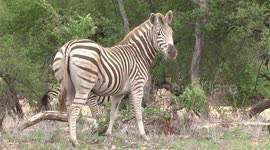 A very strange Zebra – a leucistic mare with a normal stallion behind her