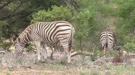 A very strange Zebra – a leucistic mare with a normal stallion