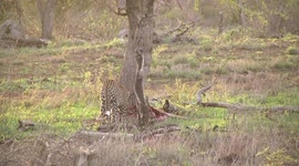 A female Leopard tugging at her Impala kill – wary, looking to her right