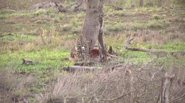 A female Leopard eating her Impala kill – wary, looking to her right